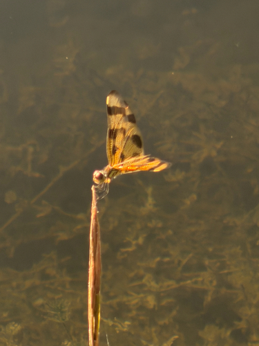 Halloween Pennant
