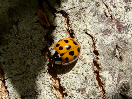 Asian Lady Beetle