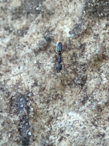 Hypoponera opaciceps observed 2026-10-15