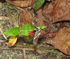 Aethria ornata