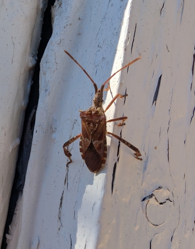 Western Conifer Seed Bug
