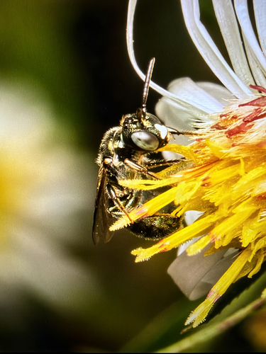 Nimble Ceratina