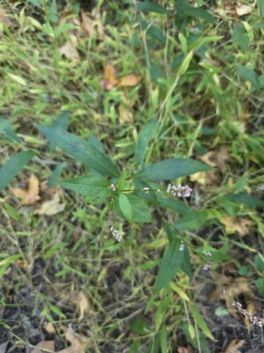 low smartweed