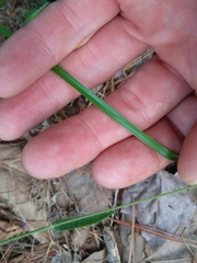 Rhynchospora harveyi