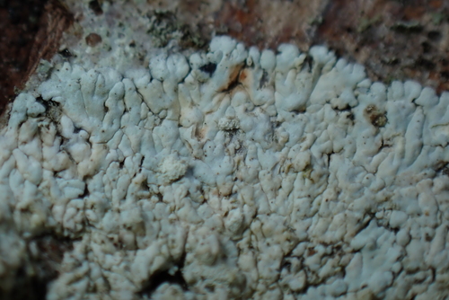 Diploicia canescens observed 2026-10-12