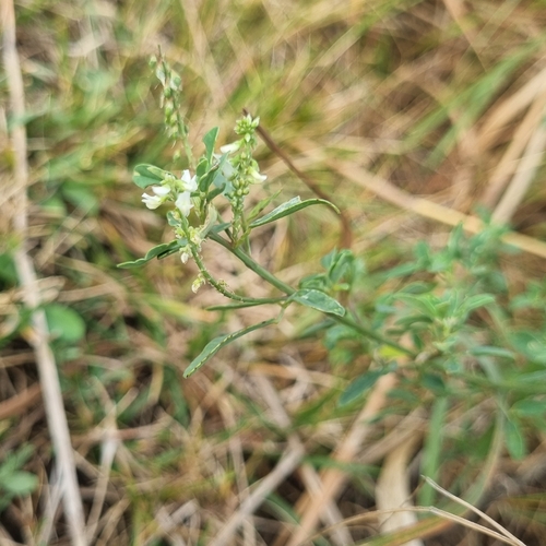White Sweetclover
