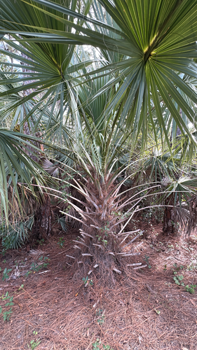 cabbage palmetto