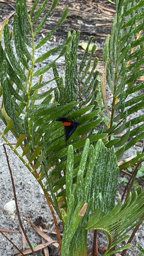 Atala