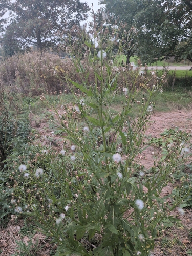 American burnweed