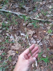 Rhynchospora harveyi