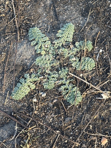 Coldenia procumbens observed 2026-10-16