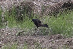 Quiscalus quiscula stonei