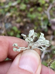 Ramalina labiosorediata