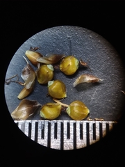 Rhynchospora harveyi