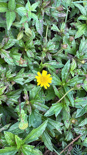 Trailing Daisy