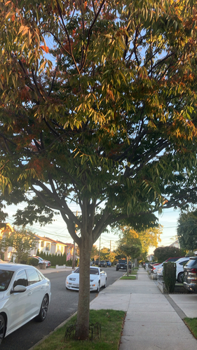 Zelkova serrata observed 2026-10-15