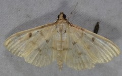 Herpetogramma fluctuosalis