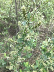 Salix kochiana