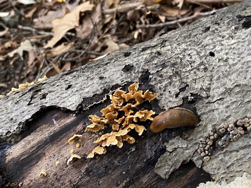 crowded parchment