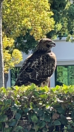Red-tailed Hawk