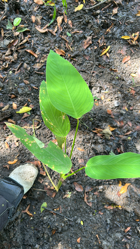Maranta arundinacea observed 2026-10-15