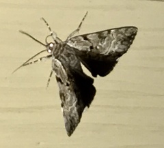 Catocala andromedae