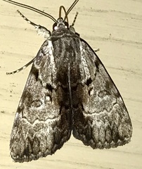 Catocala andromedae