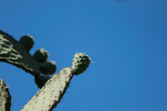 Opuntia chavena