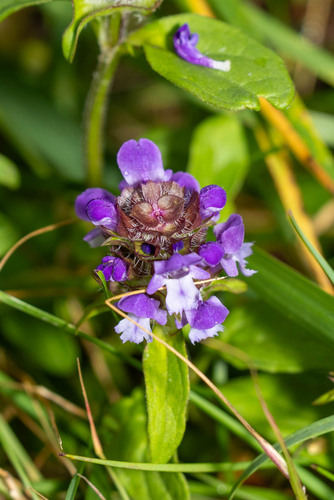 common selfheal