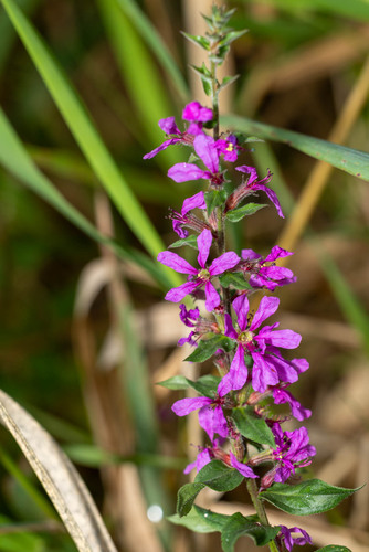 purple loosestrife