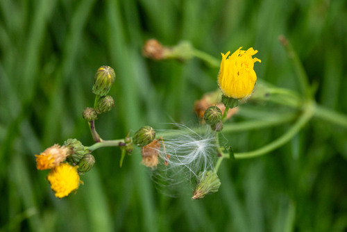 Perennial Sow Thistle