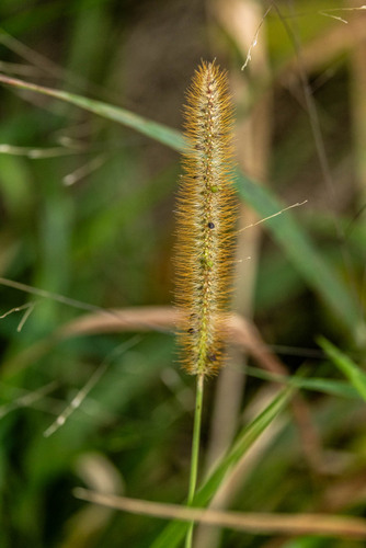 yellow foxtail