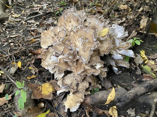 hen of the woods