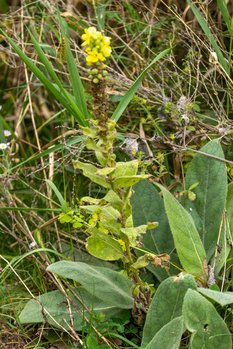 great mullein