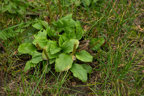 greater plantain