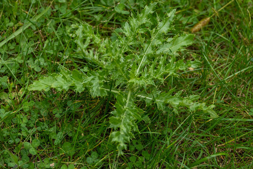 creeping thistle