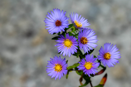 New England aster
