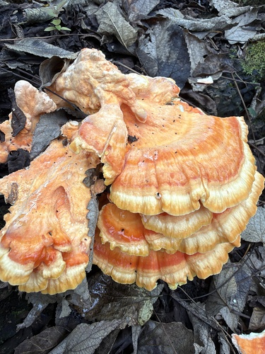 chicken of the woods