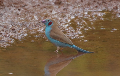 Red-cheeked Cordonbleu