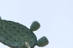 Opuntia chavena