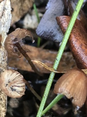 Mycena austrofilopes