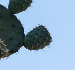 Opuntia chavena