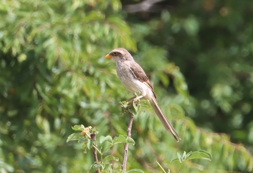 Yellow-billed Shrike