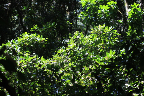 Sloanea australis observed 2026-10-10