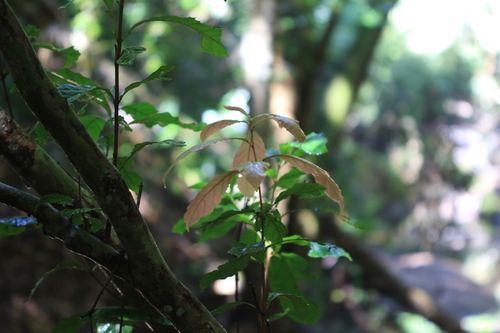 Sloanea australis observed 2026-10-10
