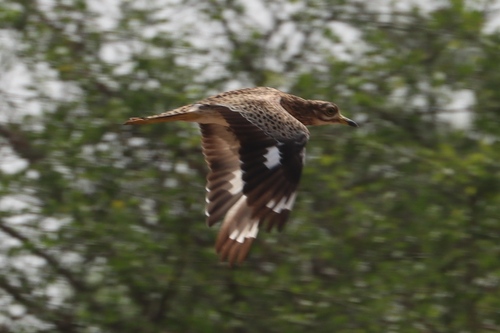 Spotted Thick-knee