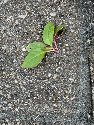 American pokeweed