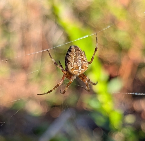 Cross Orbweaver