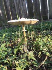 Chlorophyllum molybdites image