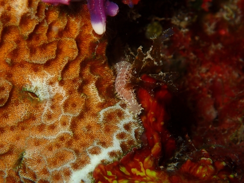 Pherecardia striata observed 2026-10-15